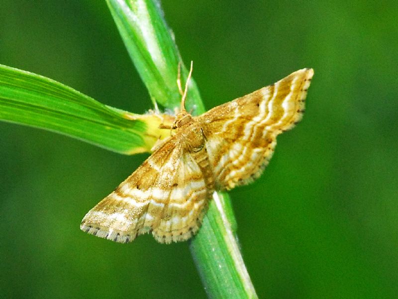 Una falena beige dal grande addome: Emmiltis pygmaearia (Geometridae)